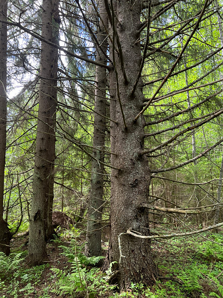 Республика Карелия, Питкярантский муниципальный район, Ляскельское сельское поселение, д. Хийденсельга. 