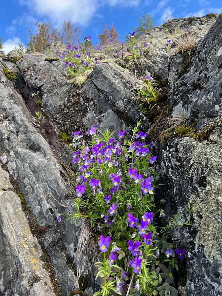 Республика Карелия, Питкярантский муниципальный район, Ляскельское сельское поселение, д. Хийденсельга. 
