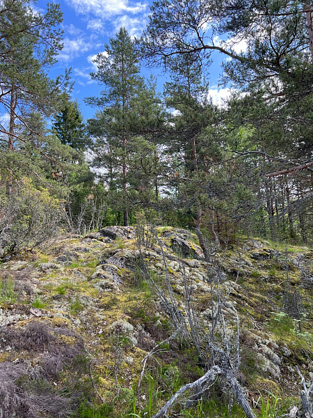 Республика Карелия, Питкярантский муниципальный район, Ляскельское сельское поселение, д. Хийденсельга. 
